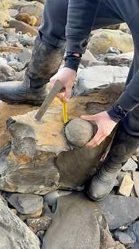 We opened this block of Jurassic shale while hunting for fossils on the beach! 🐬