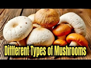 Different Types of Mushrooms : Varieties, Uses and Benefits