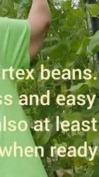 Grumpy's Fortex Beans Have Finally Grown Beans!!! #growyourownfood #growingFortexBeans