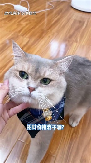 招財雖然不會說話，但是卻用自己的方式保護我#lucky #cat #萌寵 #cute #funny #shorts