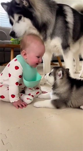 The puppy held its own against two opponents, much to the mother dog's amazement Is my little master