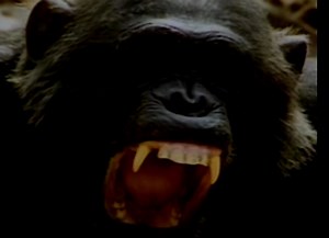 How 'demonic ape' Frodo ate a toddler in killing that shocked the world