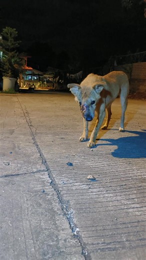 369K views · 15K reactions | This dog clearly needs help, let's get him into chemo. We're raising funds for his treatment. Our Gcash/Maya is 09944840261. Guys, we have a limited window of time before this post gets covered, please share ASAP  | Happy Animals Club | Facebook