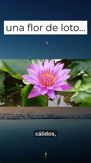 Entrá en sueño profundo 🌸 #shorts #yoganidra #meditacionparadormir #flordeloto