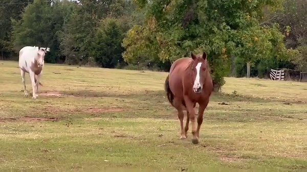 72K views · 3.5K reactions | Dinner in the blind horse pasture. I...