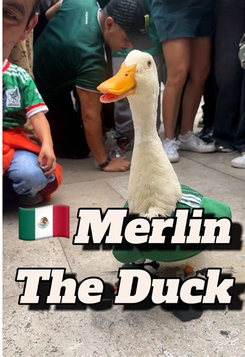 Mexico’s unofficial mascot, Merlin the Duck, may be the most viral fan at this years World Cup #merlintheduck #worldcup #mexicosoccer #tiktokcampaign #soccer