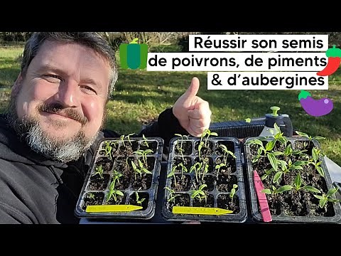 How to successfully sow peppers🫑, chilies🌶️ and eggplants🍆 (then transplanting) 『TUTORIAL』