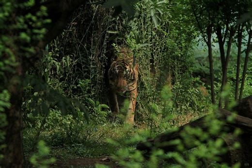 Experts seek input after trail camera captures mysterious animal deep in the wild: 'Against all odds'