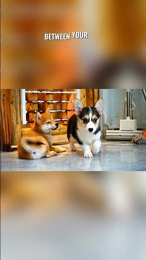 Causes of accidents part 2 #pets #dogs #cats