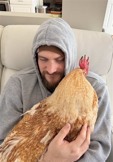 not to mention he’s been a house rooster since he got hurt so we’re letting him rest & heal inside😅 #farmlife #chickens #rooster
