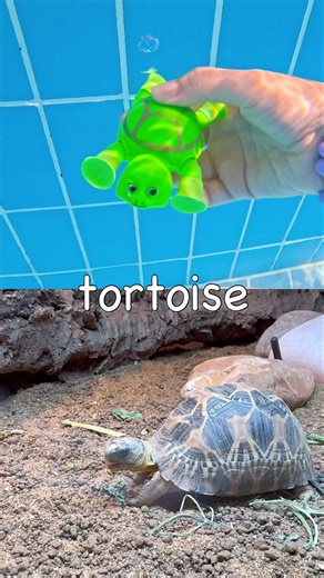 Kids Learn | Sink or Float | Animal Names: Emu Oryx Tortoise Axolotl Toad