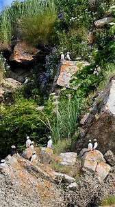 Taking a break from the Bears today for lots of horned puffins, Alaska. #alaska #wildlife | Niebrugge Images