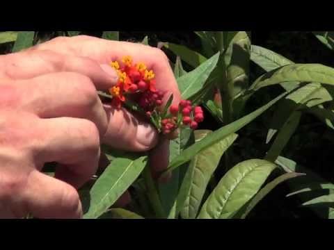 How to Attract Butterflies and Hummingbirds To Your Garden