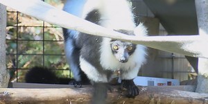 Animal of the Month: Black and White Ruffed Lemur