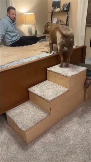 Perros desafortunados🐶🤣 #foryou #funnyvideo #chistoso #dog ￼