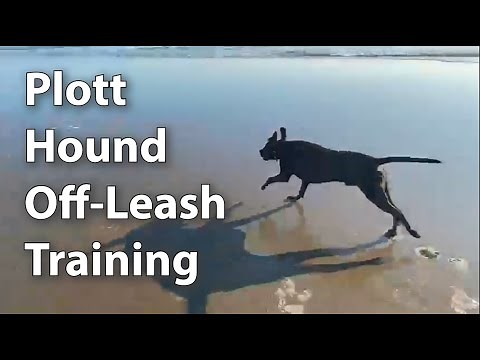 Plott Hound Off-Leash Training