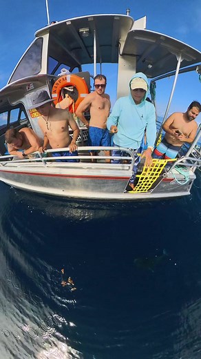 Galapagos sharks investigate some leaves floating on the surface near the boat. Great time to capture the infamous shark fin on the surface #sharks #hawaiivacation #underwaterworld #reels #pacificocean #insta360 #northshoresharkadventures | North Shore Shark Adventures