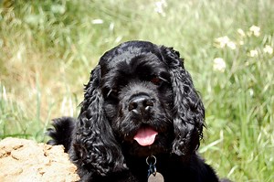 Correcting Dog Behavior Issues: An Untraditional Approach