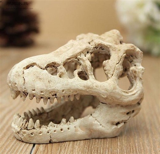 Small Allosaurus Skull Replica Statue, Natural Bone Color - Etsy
