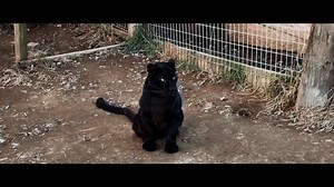 "This animal ended up in a petting zoo." | The Conservation Game