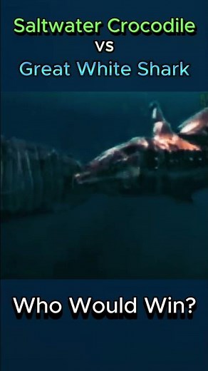 Saltwater Crocodile vs Great White Shark #shark #crocodile #battle