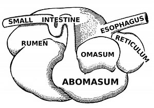 Abomasum ~ Everything You Need to Know with Photos | Videos