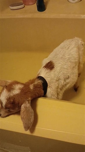 Time to start taming Willow. You are 6 months now time to take a bath. World's Smallest Goat. #family #GuinnessWorldRecord , #countryliving , #farming #animallover | MTwo Gate