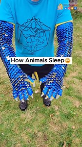 1.3M views · 9.7K reactions |  Ever wondered how animals catch their Z’s?  From flamingos sleeping on one leg to dolphins keeping one eye open — nature never stops amazing us! ✨ Watch till the end to see the weirdest sleeper of all!#fyp #interesting #viralvideo #animals #sleep #nature #wildlife #facts #animalfacts #funfacts #discovery #didyouknow #naturelover #cuteanimals #reelsoftheday #learnsomethingnew | Highly Matured Memes | Facebook