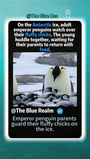 Emperor penguin parents guard their fluffy chicks on the ice.#EmperorPenguin #AntarcticWildlife