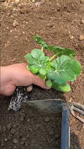 Secrets to Successful Watermelon Planting - Step by Step Guide