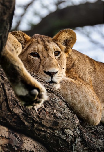 Tree-climbing lions — a rare wildlife sight found in only a few places in Africa. Often resting high in fig trees, these lions are true masters of napping, making them the perfect ambassadors for National Napping Day 🦁 #treeclimbinglions #lionsafari #africansafari #ugandasafari