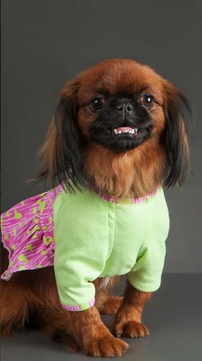 Dog Fashion vs. Dog Clothes: How to Choose Stylish Yet Comfortable Pet Wear!