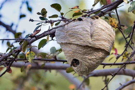 Learn the Differences Between a Wasp and a Hornet Nest