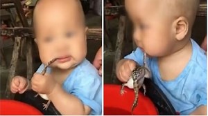 Un bebé trató de comerse un sapo vivo y sus padres, en vez de frenarlo, lo grabaron