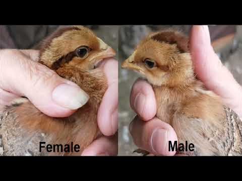The Chicks have grown up 🐔 #marans #welsummer #gardenchickens