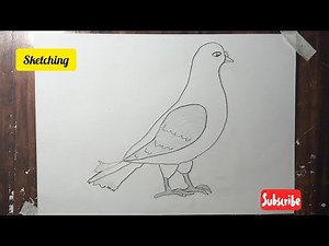How to Draw a Pigeon (the step-by-step guide for beginners)