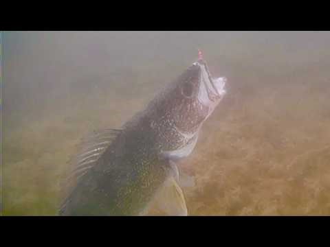 I Caught a GIANT Walleye Ice Fishing with an Underwater Camera!