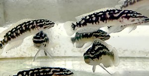 Julidochromis transcriptus are a beautifully marked fish endemic to Lake Tanganyika in Eastern Africa. This small cichlid species maxes out near 3 inches and have inquisitive personalities. They can be kept in pairs or large groups when given ample space. Spending most of their time close to rock structures, their active behavior makes them a great species to consider. Slight color and pattern difference occur with each species and location origin. One of the species we recently received is the 