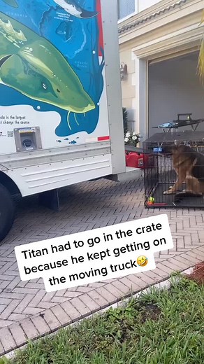 Titan is special ❤️🤣 #fyp #foryoupage #dogsoftiktok #labrador #germanshepherd #gsd #funny
