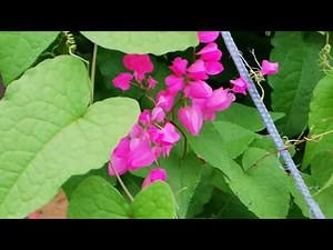 A Visit to Kelulut Farm (Stingless Bee)