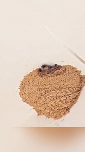 Amazing nest | Feel the Birds