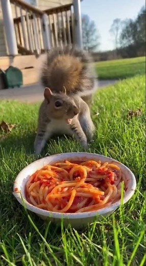 When a Squirrel Eats Spicy Pasta… and Instantly Regrets It 😂🔥