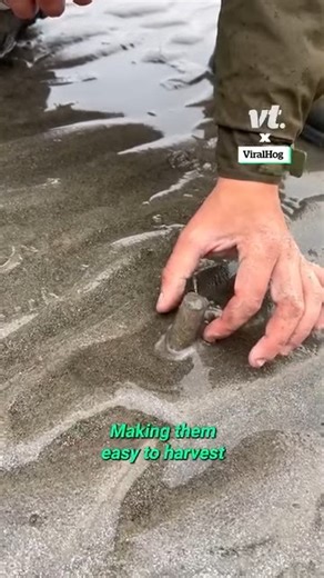 325K views · 254 reactions | Using salt to gather razor clams  : ViralHog | VT | Facebook