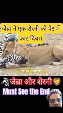 🦁⚔️🦓जेब्रा ने एक शेरनी को पेट में काट दिया। | Zebra Teaches Lioness A Lesson #lioness #zebra #shorts