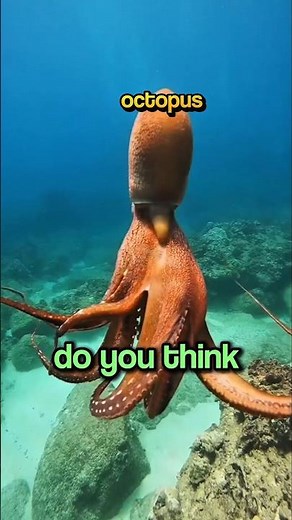 Could Octopuses Actually Be Aliens? 🐙