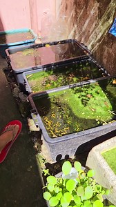 We all have problems but I felt relaxed and relieved Just lookin at these guppies ... #Guppy #Guppykeepers #Guppyfish | Albert's Guppy Adventure