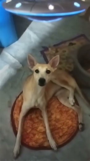 an alien spawn to my dogs head