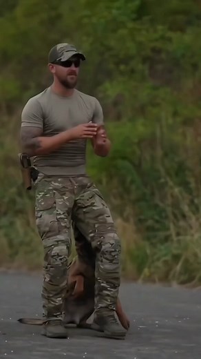 #k9 #tactical #dogstraining #tranding #dogsoftiktok #tacticaldogs #dog #k9