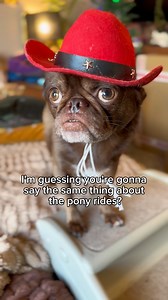 183K views · 6.2K reactions | The magician DID take a pony ride later on  #DogsOfFacebook #DogHumor #FunnyDogs #ComedyPets #DogLovers #PetMemes #DailyLaughs #DogsBeingDogs #LOL #HilariousPets audio by: Devon Palmer | King Chilli The Pug | Facebook