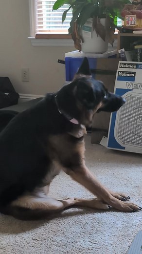 DM-01™ Daily Multivitamin is an all-in-one solution to common skin issues such as itching, yeast infection, paw-licking, hotspots and irritation. ✔️ 12 Clinically-backed ingredients ✔️ Vet-Formulated ✔️ Made in Vermont Start your dog's health journey today. | Follow the River Dog